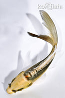 5" KIN KIKOKURYU BUTTERFLY