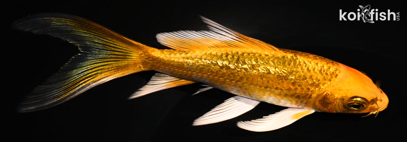 5.5" GINRIN ORENJI MATSUBA BUTTERFLY