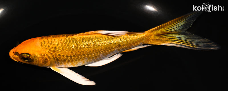 5.5" GINRIN ORENJI MATSUBA BUTTERFLY