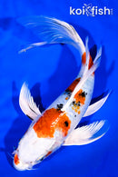 9" YAMATO NISHIKI BUTTERFLY