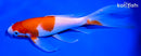 7.75" KOHAKU BUTTERFLY