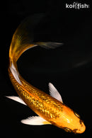 5.5" GINRIN ORENJI MATSUBA BUTTERFLY