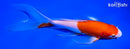 7.75" KOHAKU BUTTERFLY