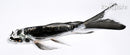 5.5" KIKOKURYU BUTTERFLY