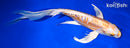 9.75" KIKUSUI BUTTERFLY