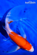 7.75" KOHAKU BUTTERFLY