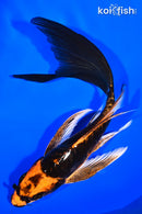 6.25" BENI KIKOKURYU BUTTERFLY