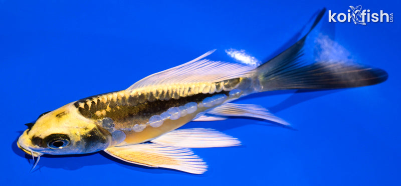5.5" KIN KIKOKURYU BUTTERFLY