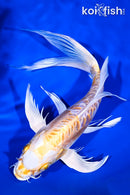 9.75" KIKUSUI BUTTERFLY