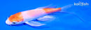 4.25" HARIWAKE BUTTERFLY