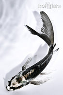 5.5" KIKOKURYU BUTTERFLY