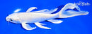 7.5" PLATINUM OGON BUTTERFLY