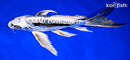 10" KIKOKURYU BUTTERFLY