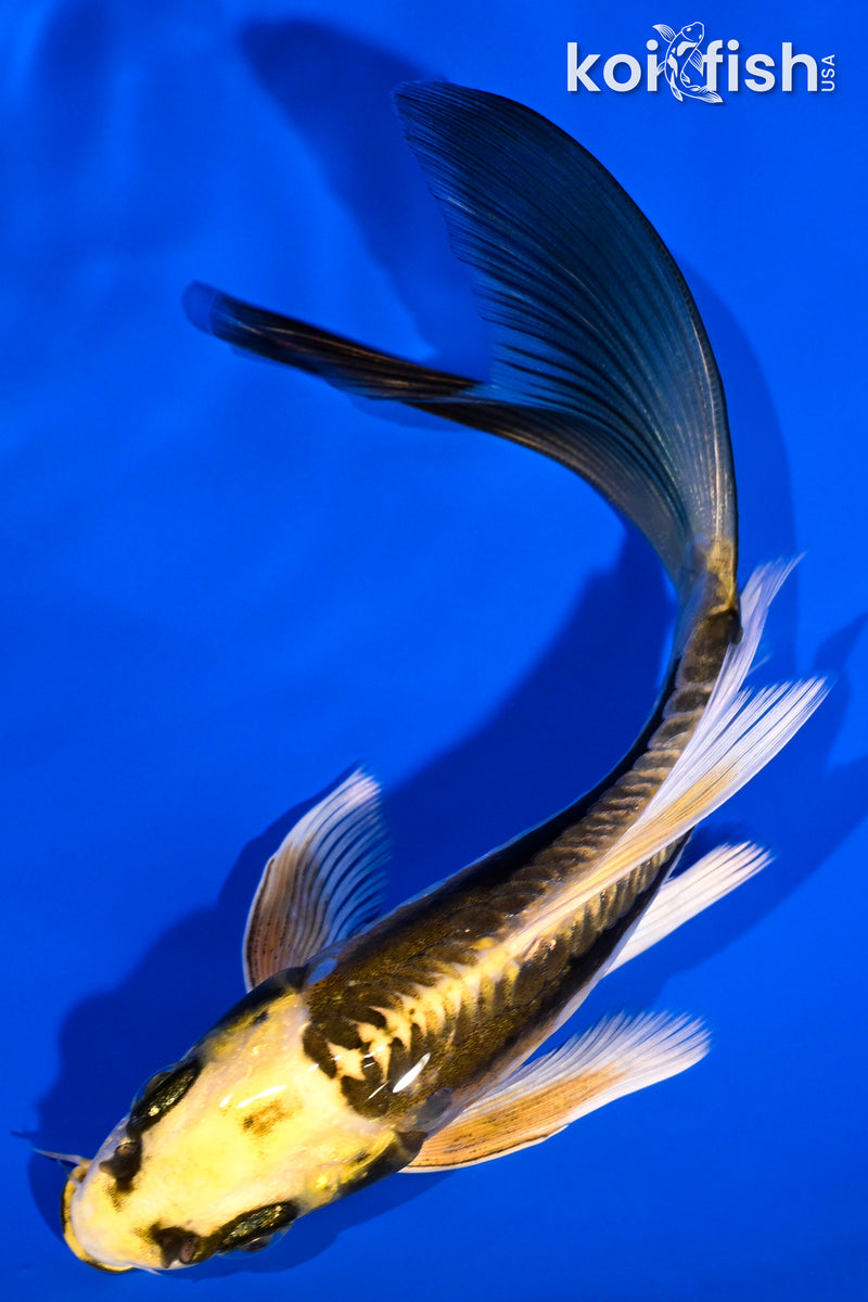 5.5" KIN KIKOKURYU BUTTERFLY