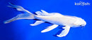 7.5" PLATINUM OGON BUTTERFLY