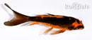 4.75" DOITSU ORENJI MATSUBA BUTTERFLY