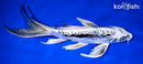 10" KIKOKURYU BUTTERFLY