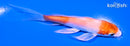 4.25" HARIWAKE BUTTERFLY