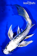 10" KIKOKURYU BUTTERFLY