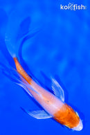 4.25" HARIWAKE BUTTERFLY