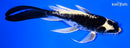 6.75" DOITSU KABUTO BUTTERFLY