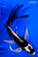 6.75" DOITSU KABUTO BUTTERFLY