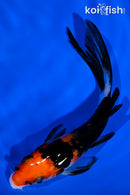 4.75" SANKE BUTTERFLY