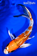 9.5" KUJAKU BUTTERFLY