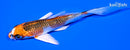 4.5" GINRIN KUJAKU BUTTERFLY