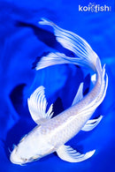7.5" PLATINUM OGON BUTTERFLY