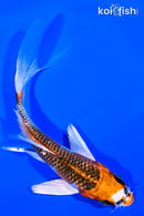 4.5" GINRIN KUJAKU BUTTERFLY