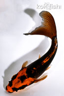 4.75" DOITSU ORENJI MATSUBA BUTTERFLY