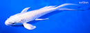 7.5" PLATINUM OGON BUTTERFLY