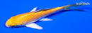 3.75" YAMABUKI OGON BUTTERFLY