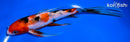 8" SANKE BUTTERFLY