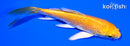 3.75" YAMABUKI OGON BUTTERFLY