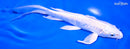 7.5" PLATINUM OGON BUTTERFLY