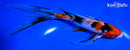 8" SANKE BUTTERFLY