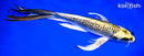 10" KI MATSUBA BUTTERFLY