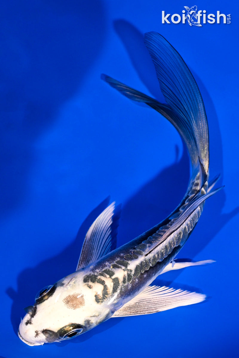 5" KIKOKURYU BUTTERFLY
