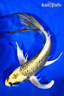 10" KI MATSUBA BUTTERFLY