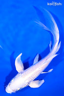 7.5" PLATINUM OGON BUTTERFLY