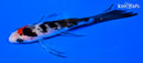 4" SANKE BUTTERFLY