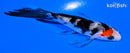 4" SANKE BUTTERFLY