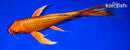9.5" ORENJI OGON BUTTERFLY