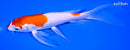 6.75" HARIWAKE BUTTERFLY