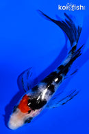 4" SANKE BUTTERFLY