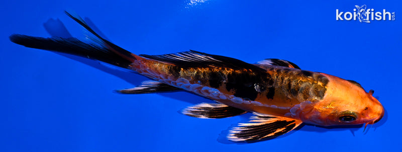 5.25" ARAGOKE ORENJI BEKKO BUTTERFLY