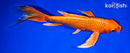 9.5" ORENJI OGON BUTTERFLY