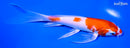 6.75" HARIWAKE BUTTERFLY